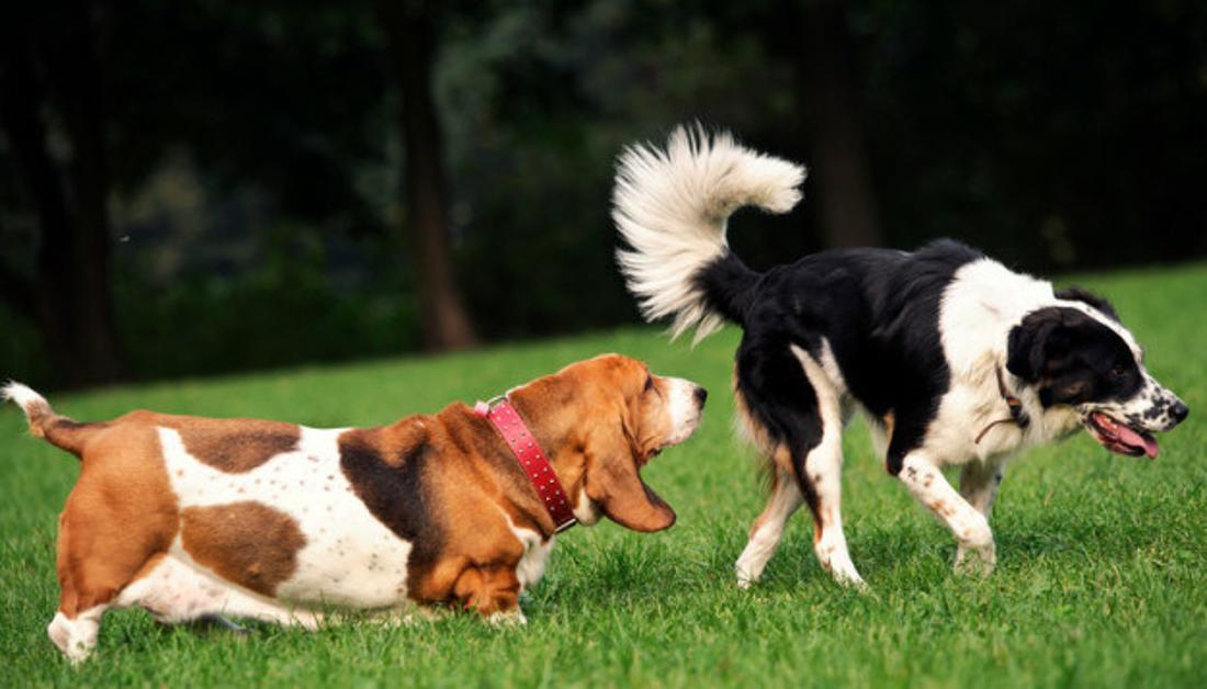 犬のヒート（生理）とは