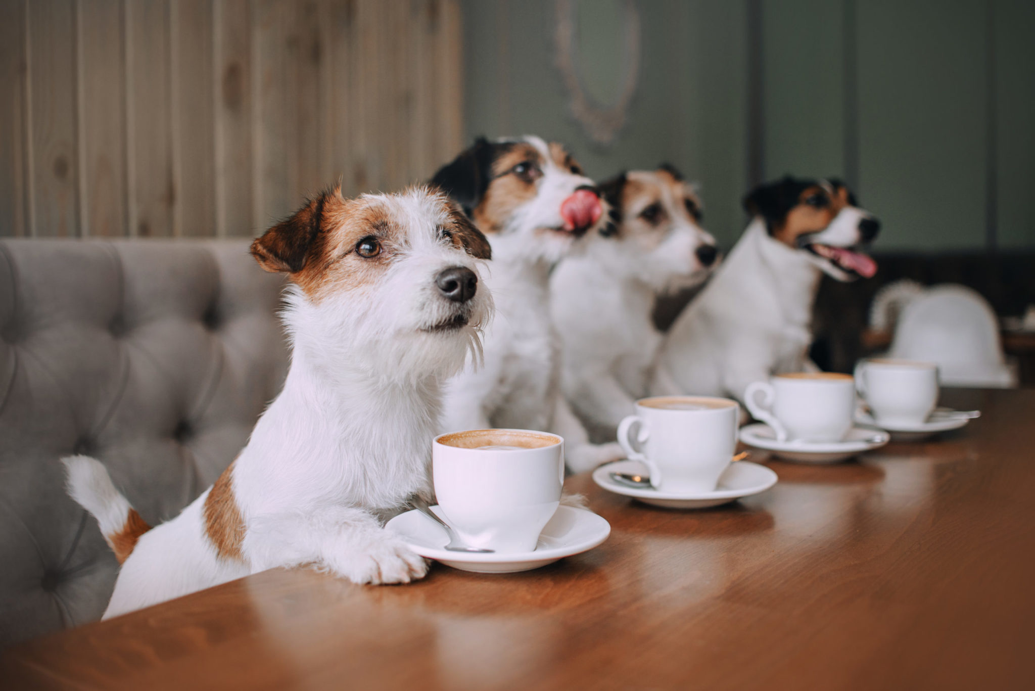 犬がコーヒーを飲んではいけない理由