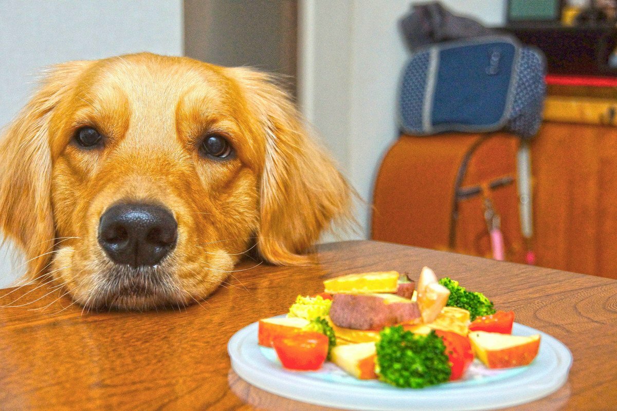 犬にご飯をあげよう！量や回数、あげるときのポイントは？