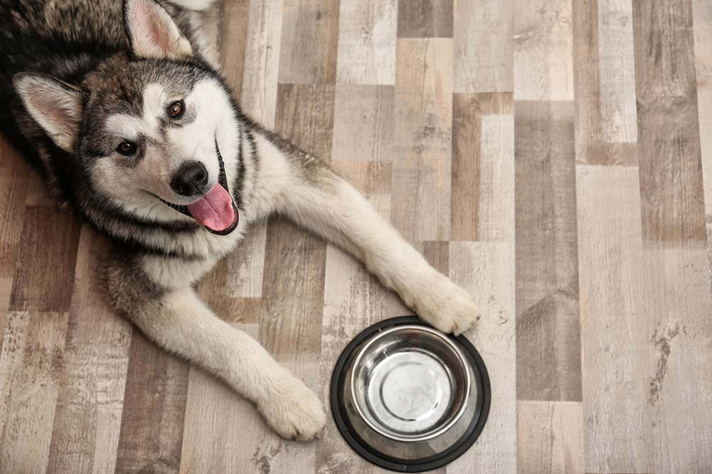 犬がブルーベリーを食べるメリット｜強い抗酸化作用で病気の予防とアンチエイジング