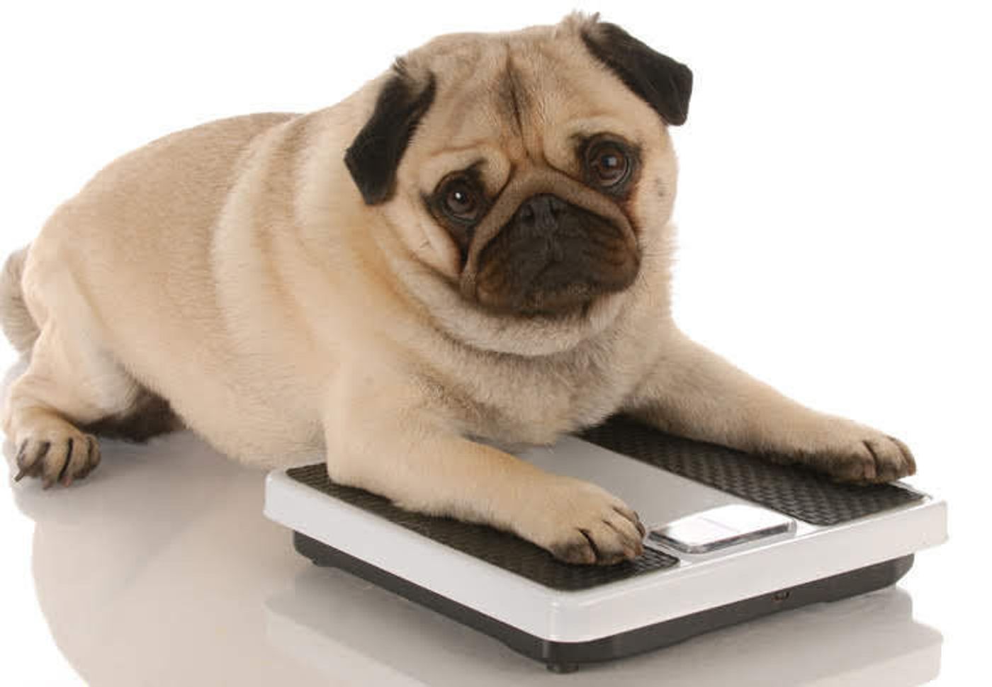 犬がブルーベリーを食べるデメリット｜過剰摂取は便秘や肥満、糖尿病の原因に