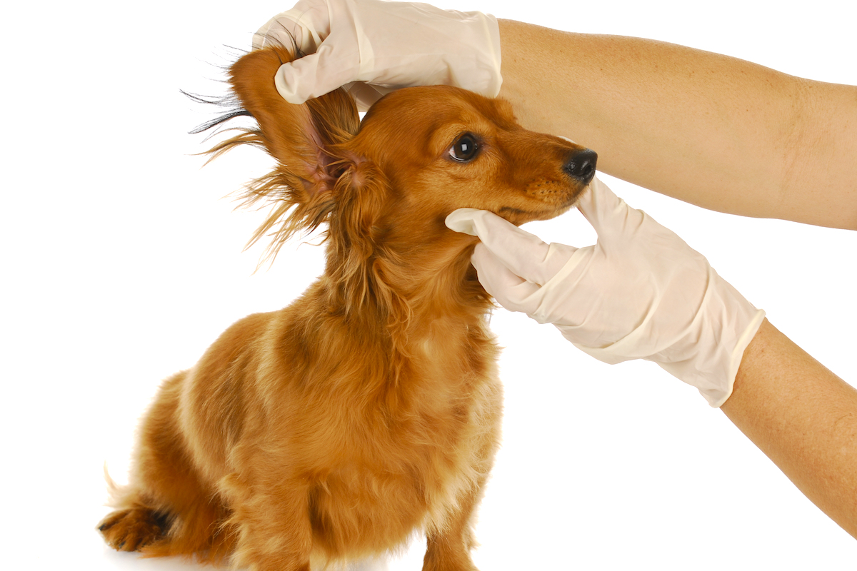 耳掃除が必要なのはどんな犬？