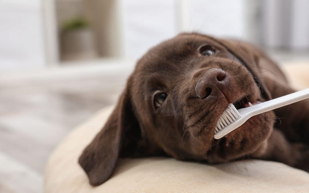 ペットフードを与えるなら歯磨きは必要