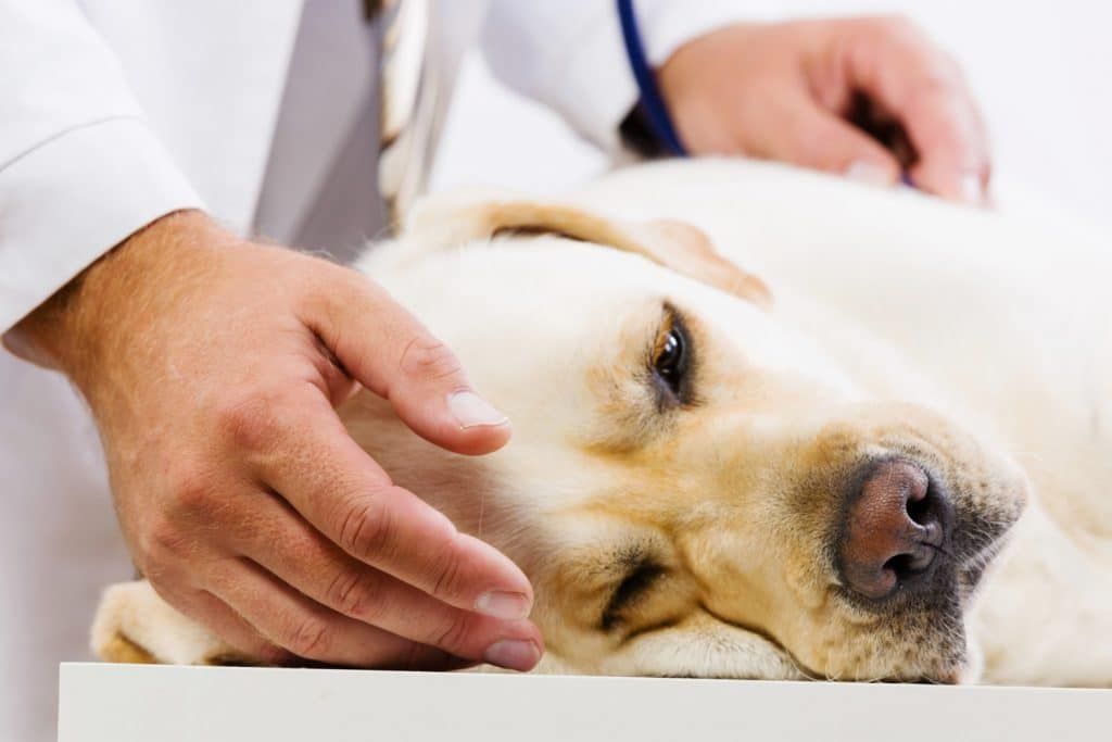 犬はアボカドを食べてはいけない理由｜ペルシン中毒、高脂肪＆高カロリー、種も危険