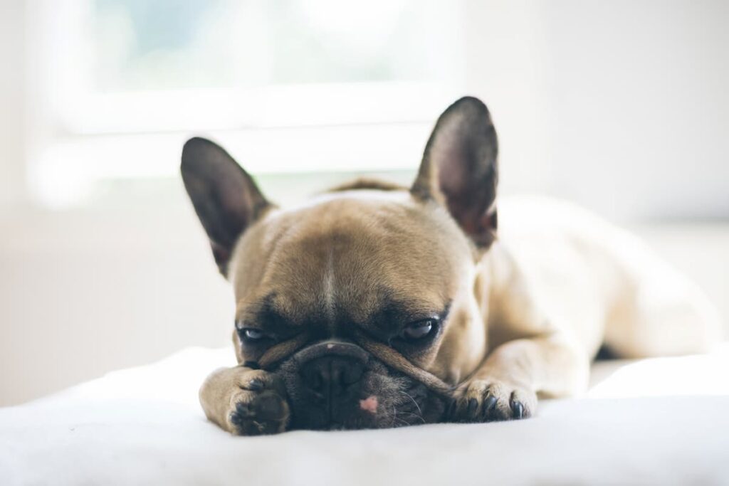 犬がアボカドを食べたときに見られる症状｜嘔吐、下痢、食欲不振、呼吸困難など