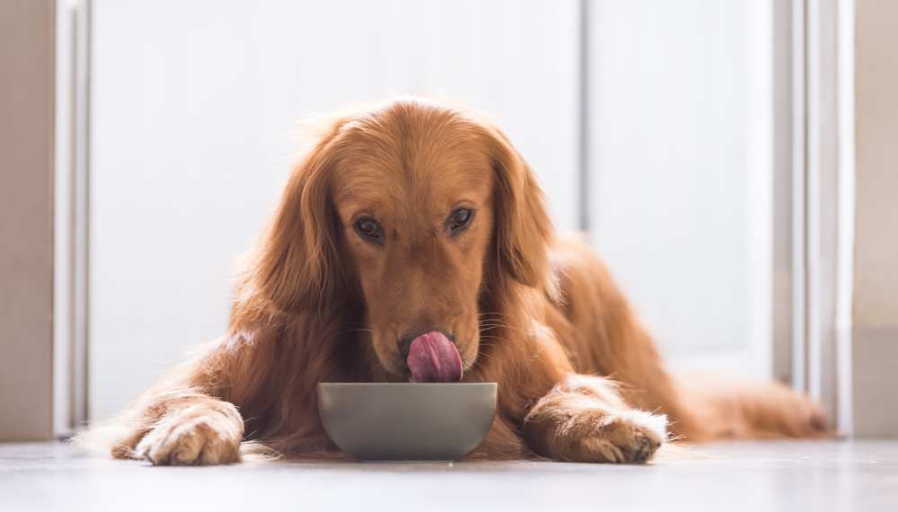 犬がアボカドを食べてしまった場合の対処方法