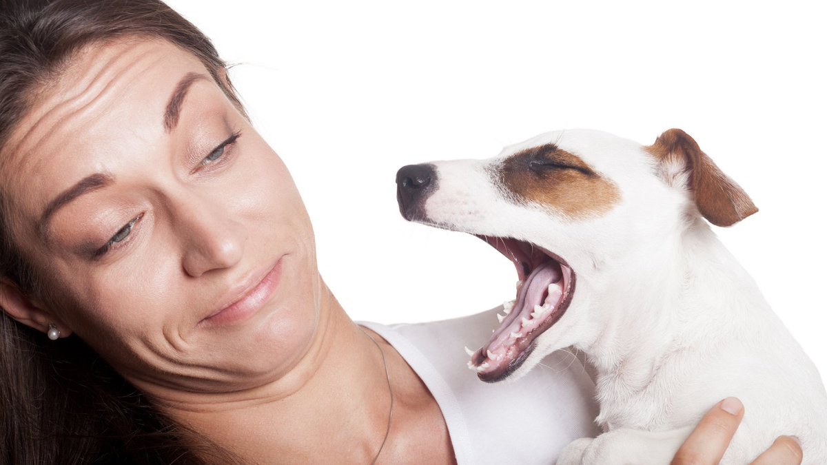 犬の体臭が発生するのはなぜ？