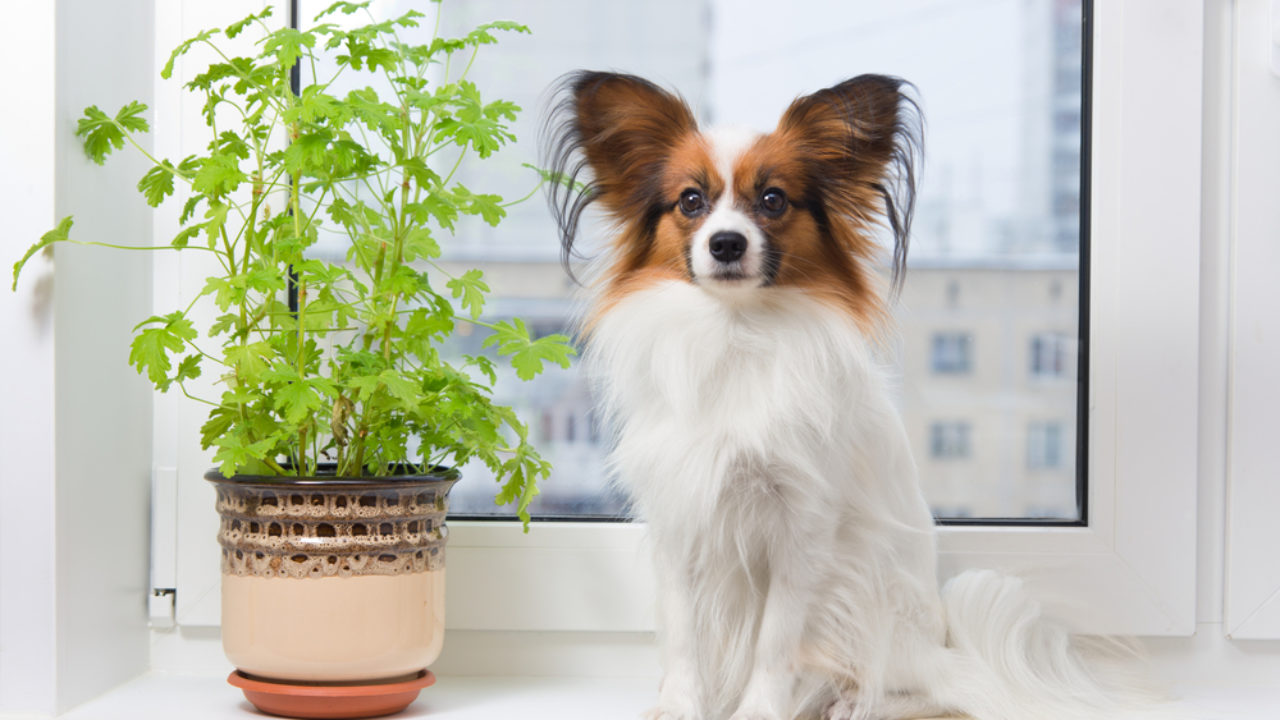 犬に観葉植物は大丈夫？OK・NGなものや症状、対処法も解説