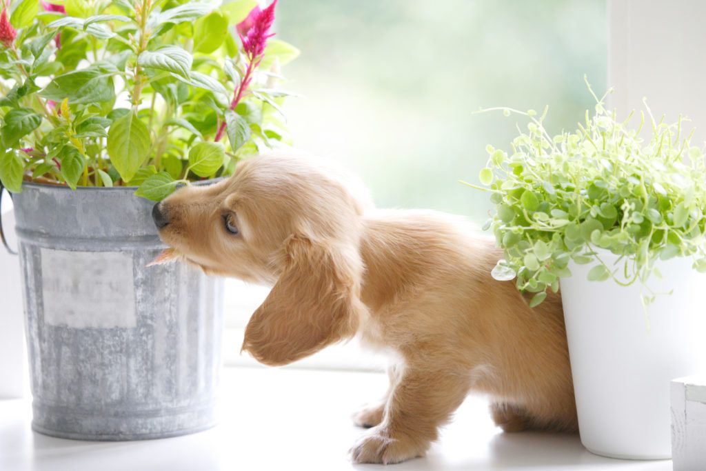 犬にとって危険な観葉植物や花とは？ほとんどの植物は危険！