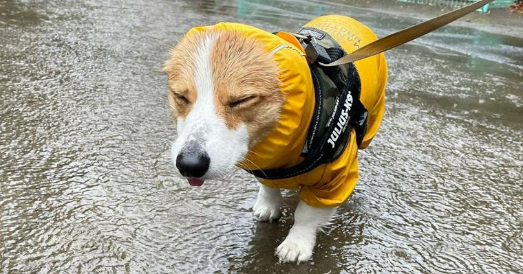 雨の日に犬の散歩に行くメリット・デメリット