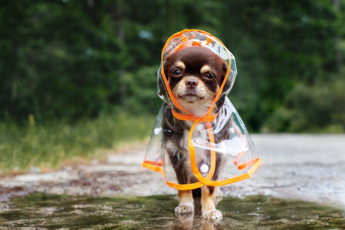 濡れると犬の体が冷えるためいつもより短時間で行う