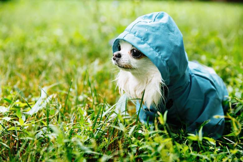 雨の日に犬の散歩はどうしている？