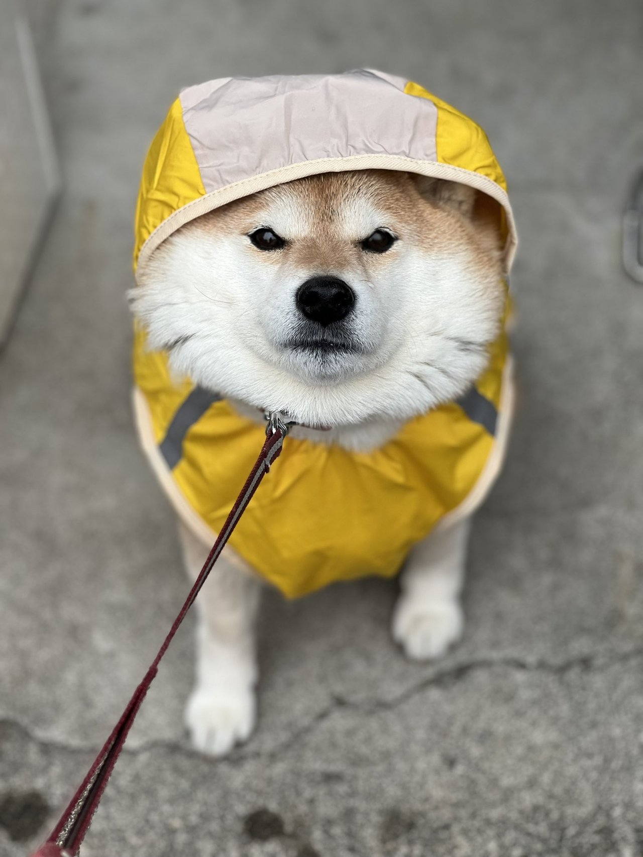雨から犬を守る犬用レイングッズを使う