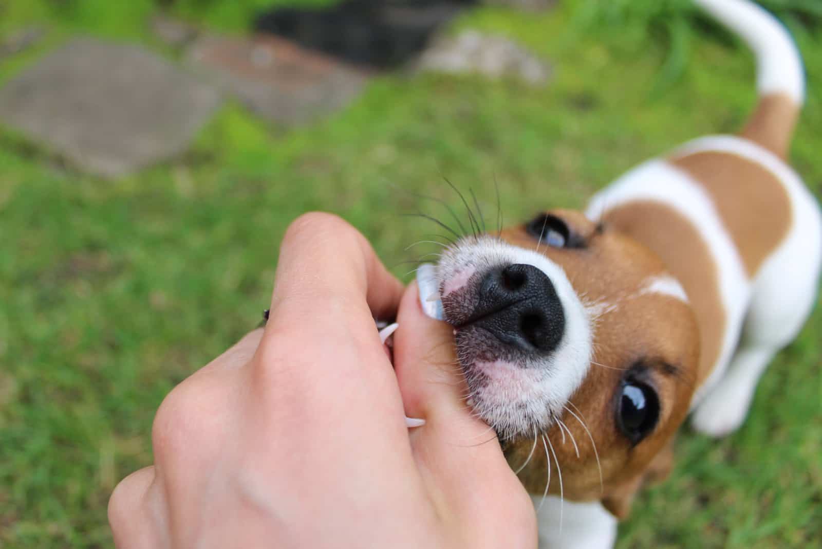 犬の噛み癖を直さないことで起きるトラブル