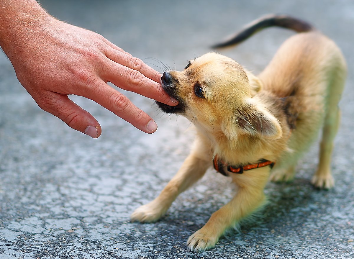 愛犬の噛み癖の対処法
