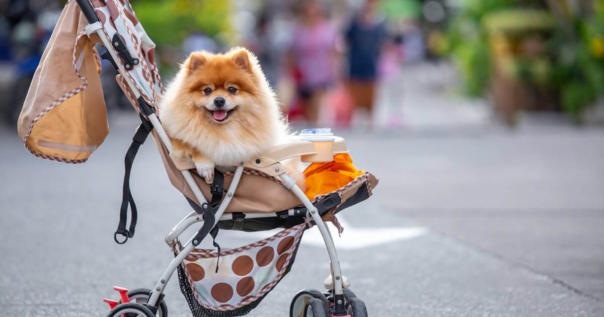 ペットカート・犬用バギーはどんなときに必要なの？