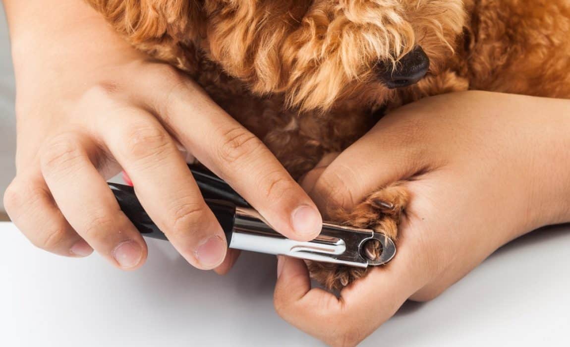 犬の爪切りはどうして必要なの？頻度は月1回！