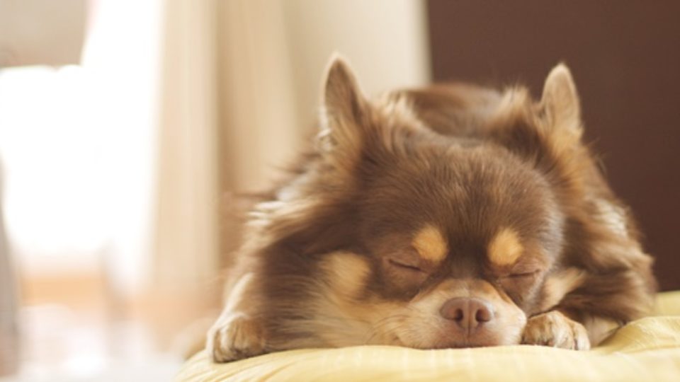 愛犬のためのエアコン（クーラー）の使用時期や適正温度