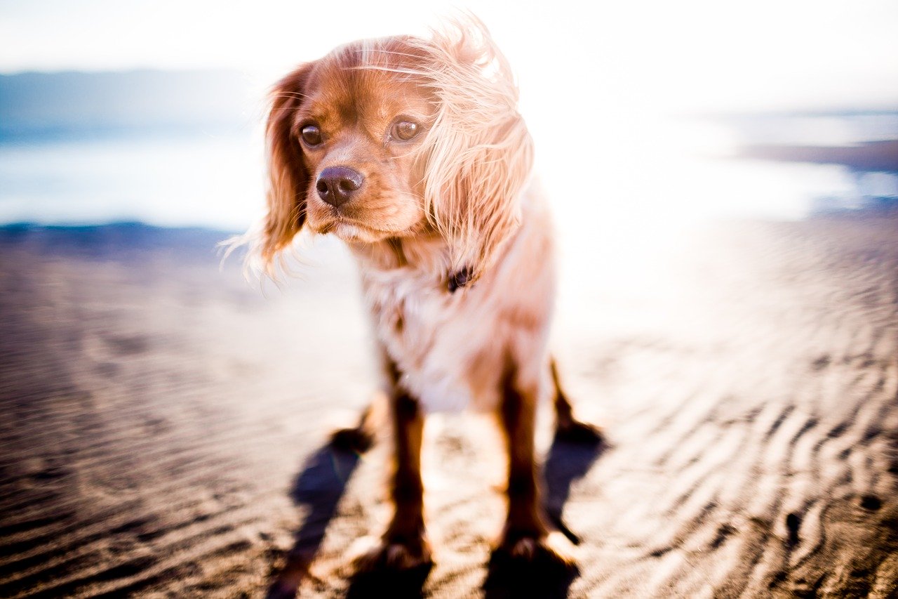 犬が紫外線で日焼けしやすい部位と犬種