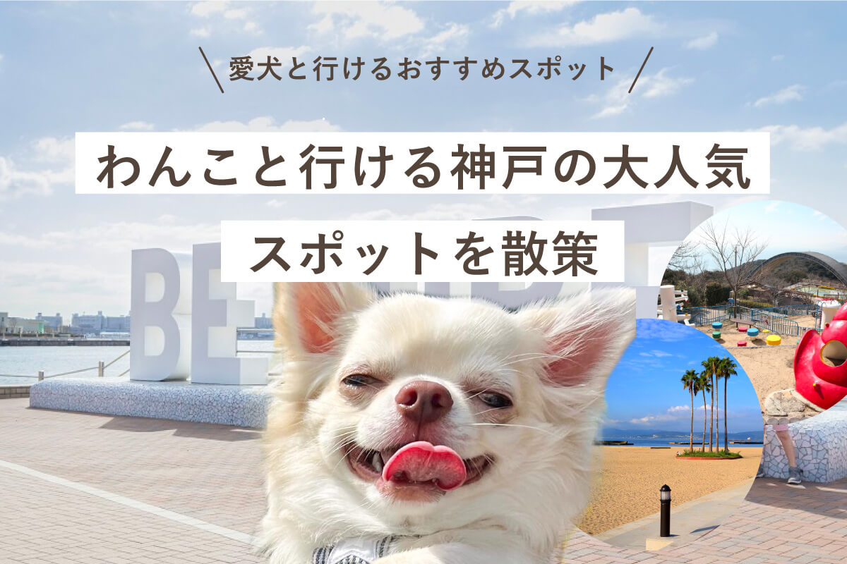 【神戸エリア】わんこと行ける#神戸のシーサイド大人気スポットを散策