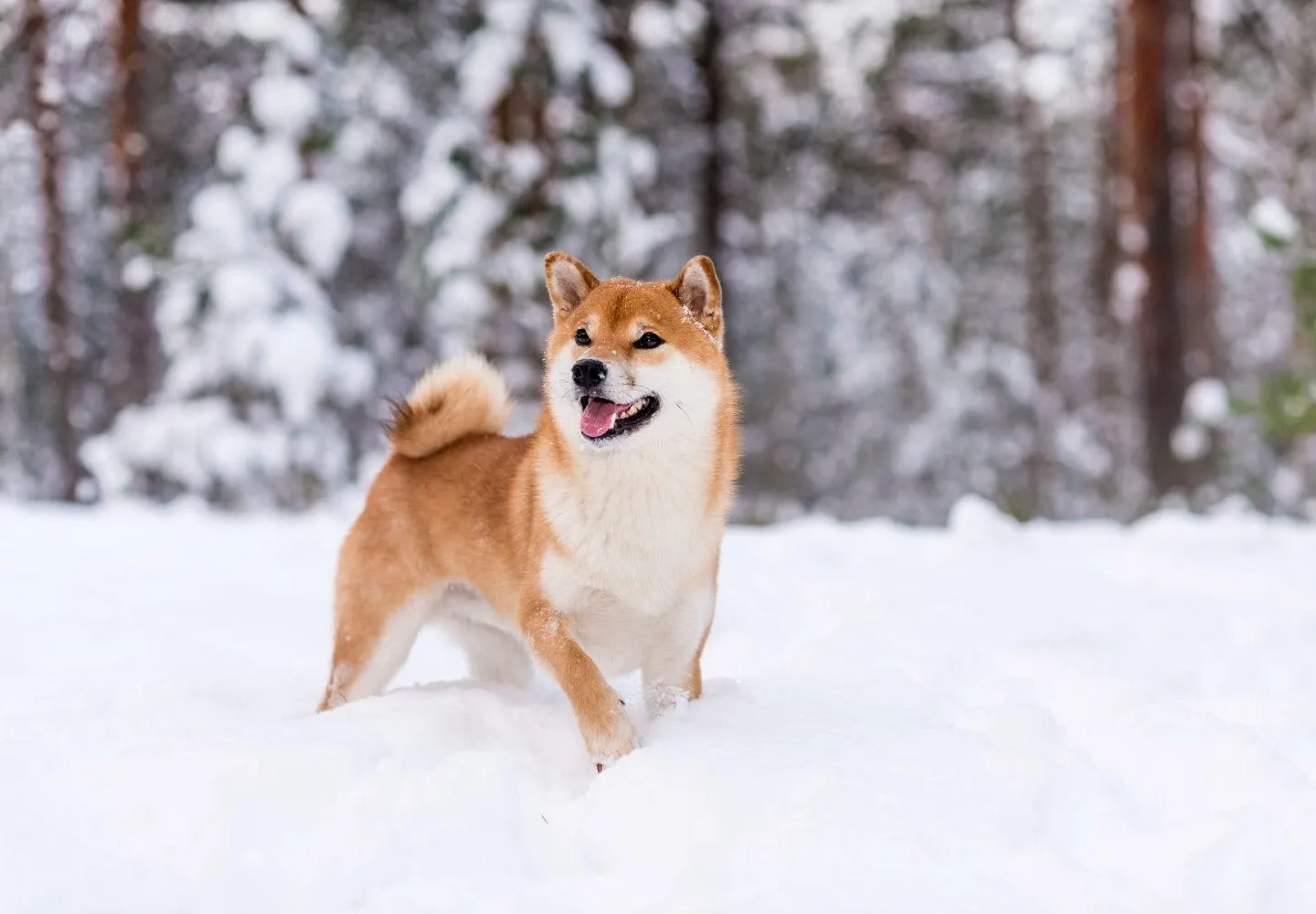 犬が雪を好きな理由とは？