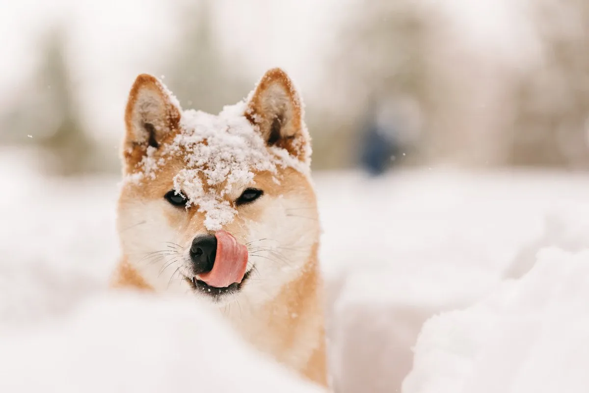 雪遊びが得意で寒さに強い犬種とは？