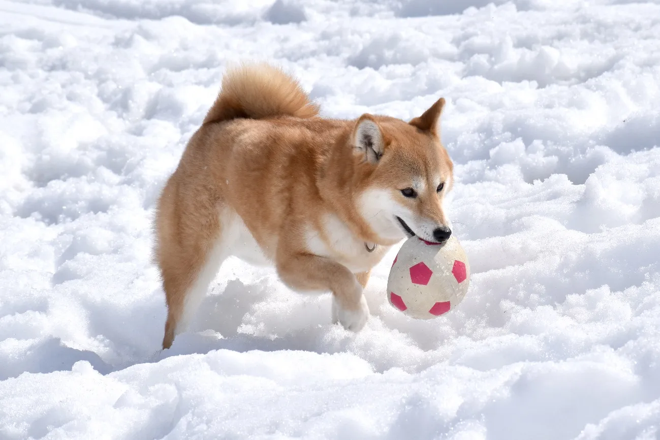 愛犬と雪遊びで注意する事とは？