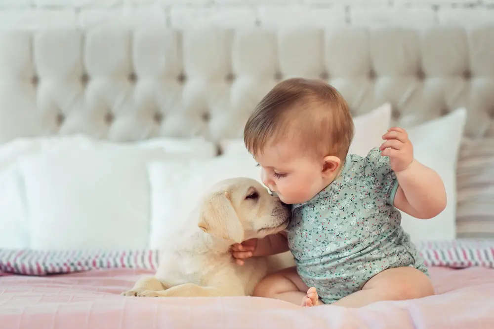 赤ちゃんと犬の空間は分ける