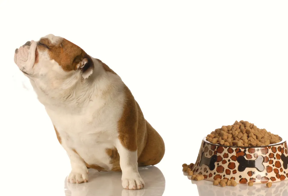 小型犬・超小型犬がドッグフードを食べない時の原因と対処法