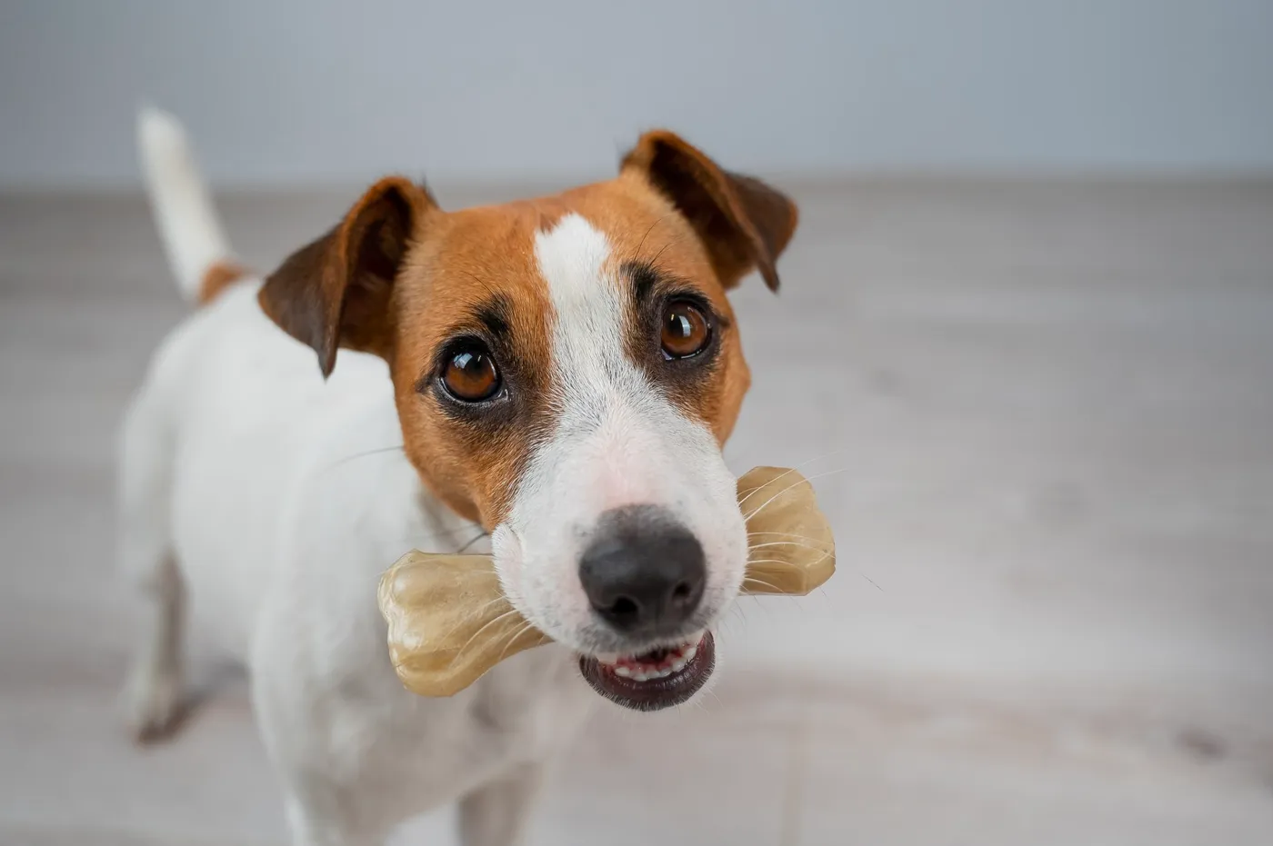 犬のデンタルケアは歯磨きガムだけで予防できる？