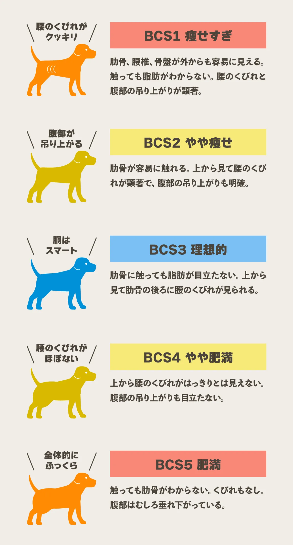 犬のボディコンディションスコア（BCS）の目安