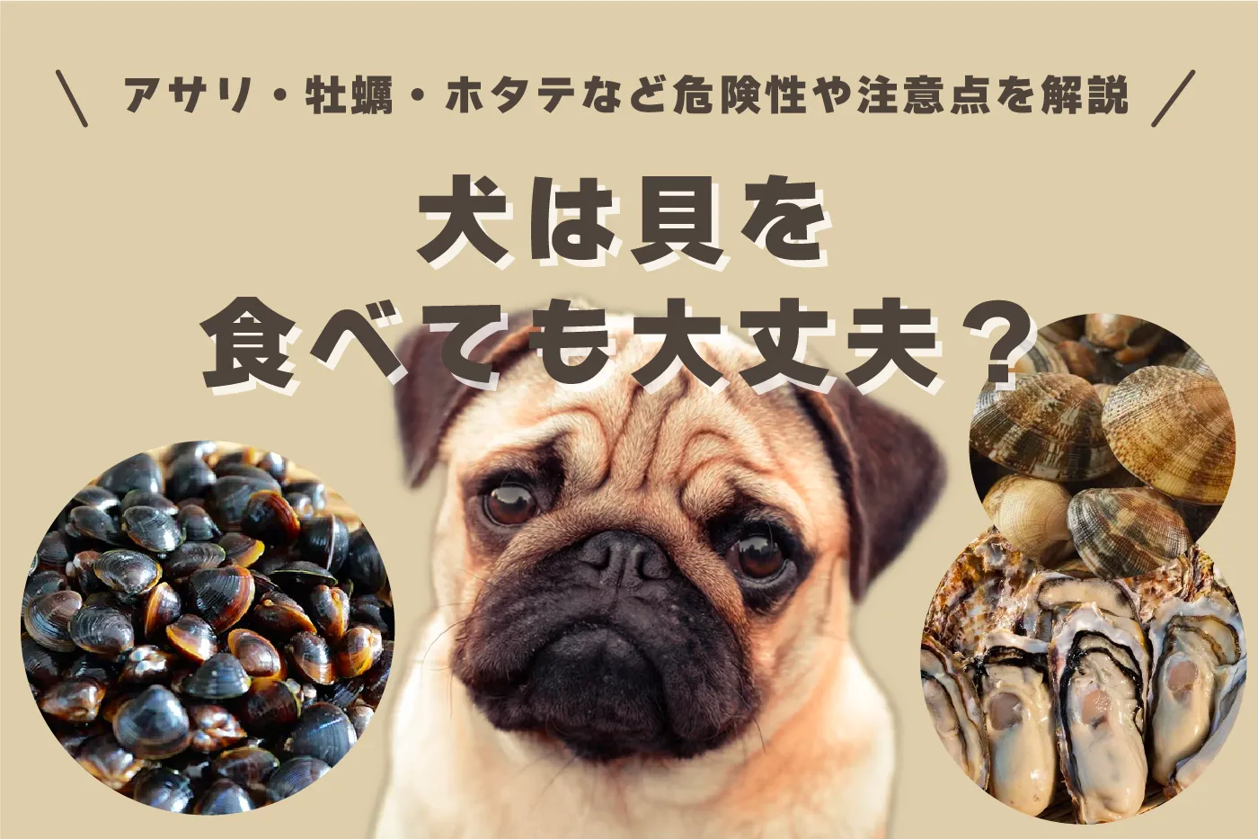 犬は貝を食べても大丈夫？犬は貝を食べられる？アサリ・牡蠣・ホタテなど危険性や注意点を解説