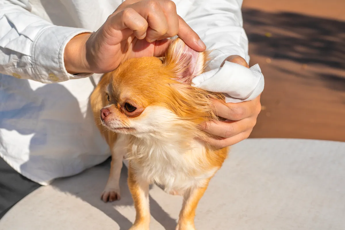 犬の耳掃除のやり方って？頻度はどのくらい？