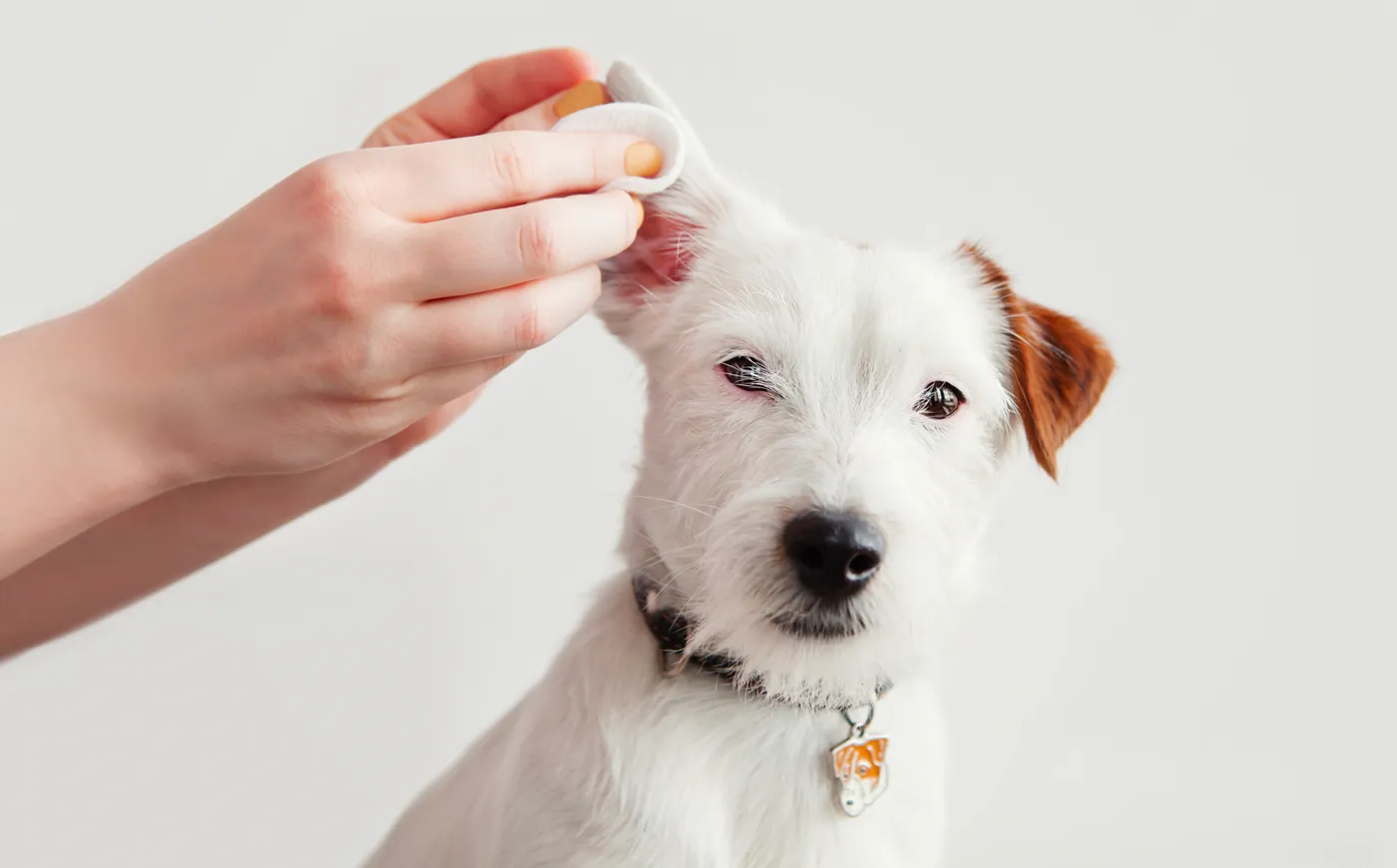 犬の耳掃除の「頻度」の目安は？