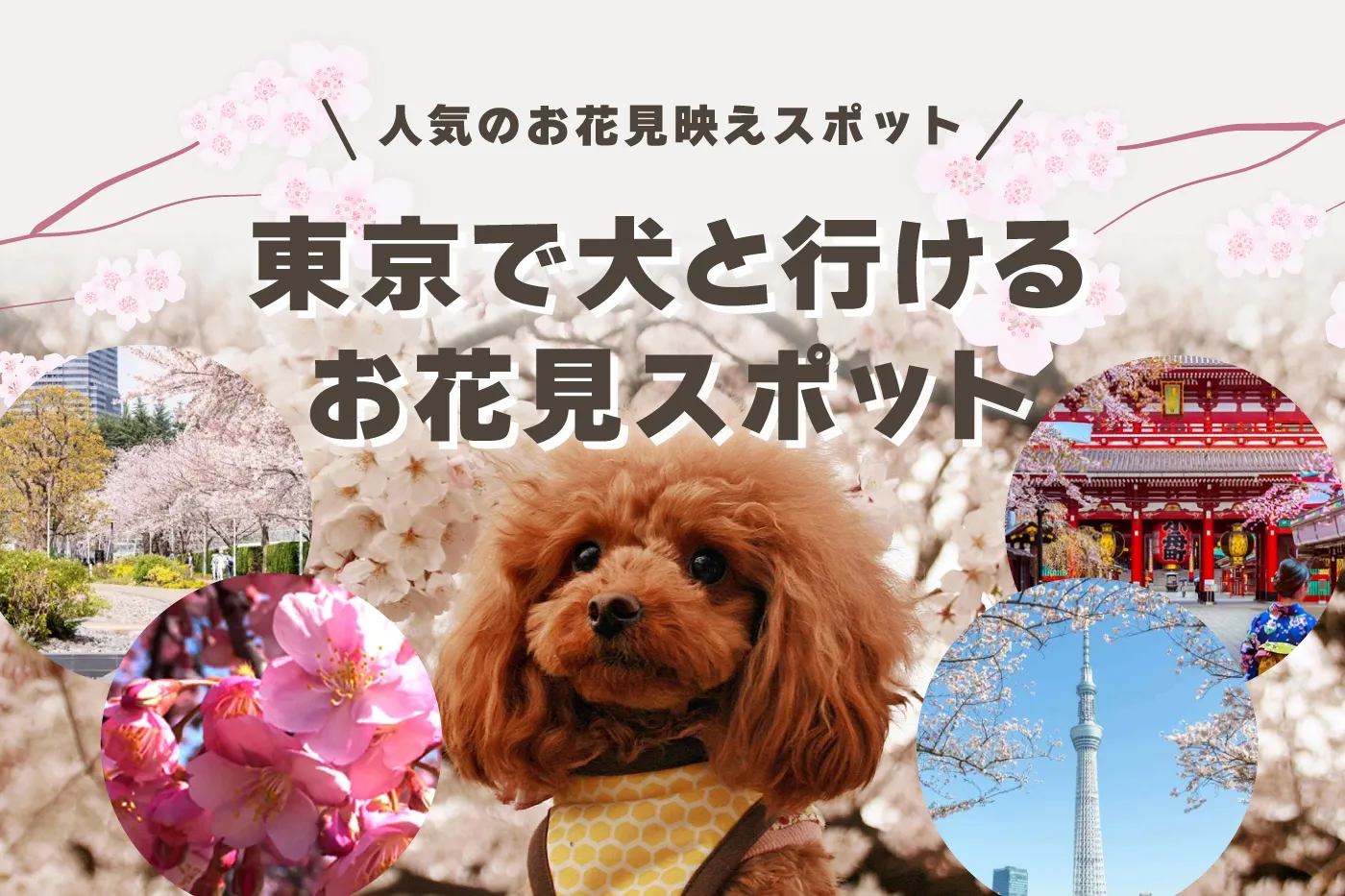 【2024年】東京エリアで犬と行けるお花見スポット19選！人気のお花見映えスポット！桜の注意点やお花見マナーなどを紹介