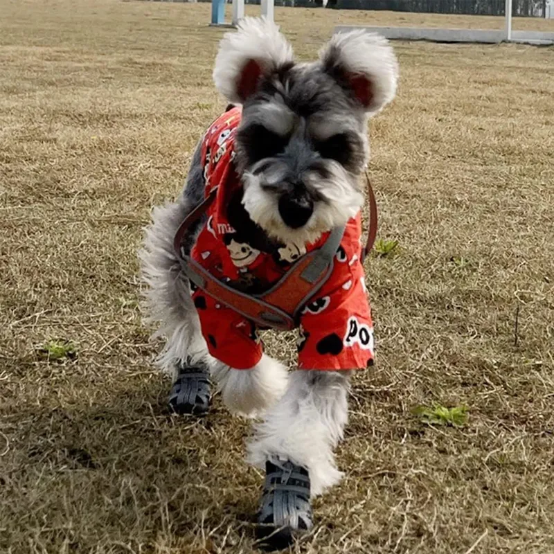 シニア犬に適した運動方法