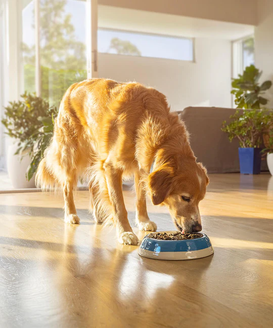 愛犬が好みの味から選ぶ