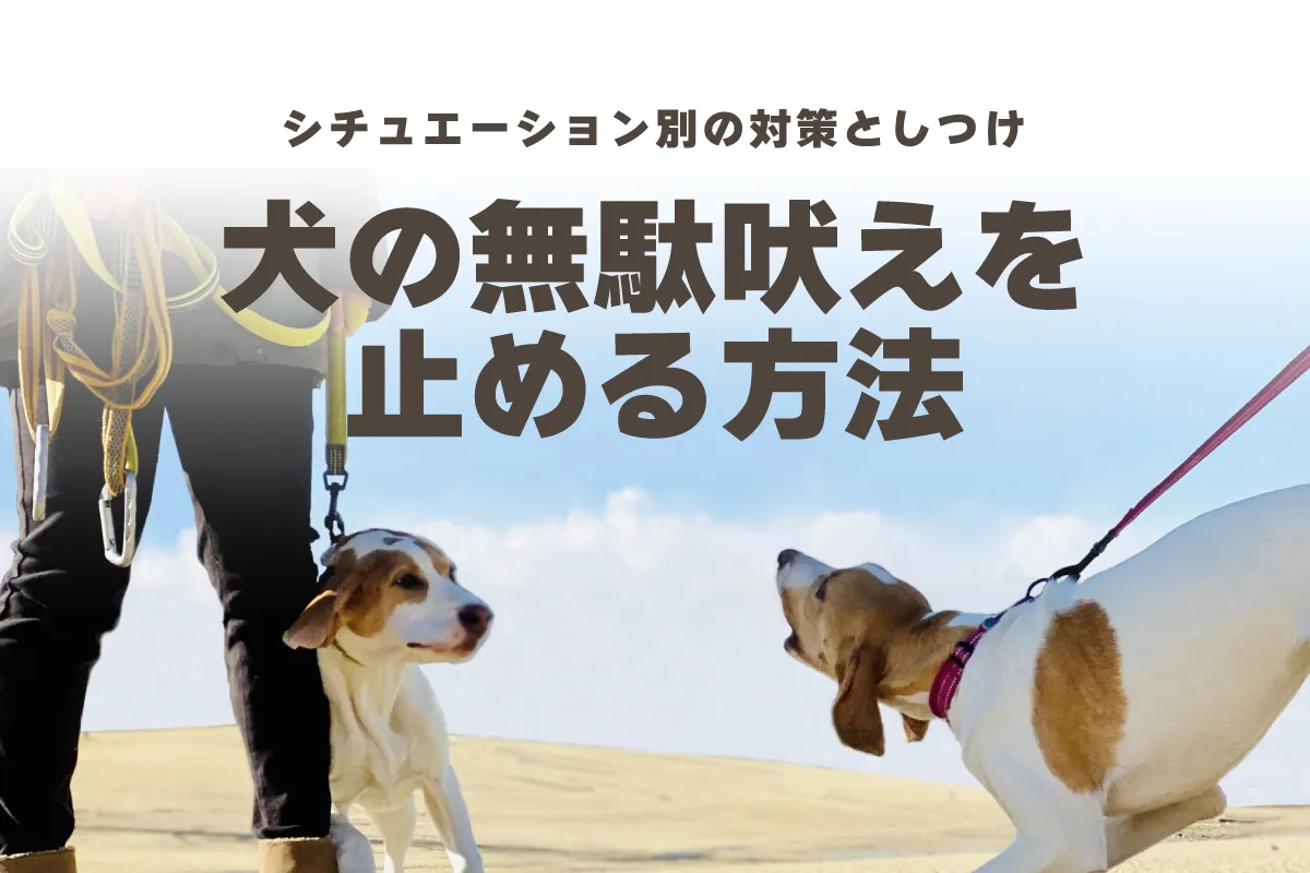 犬の無駄吠えを止める方法｜シチュエーション別の対策としつけガイド