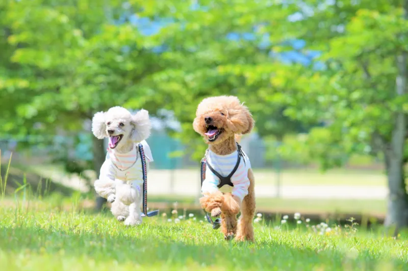 散歩中の他の犬への吠え