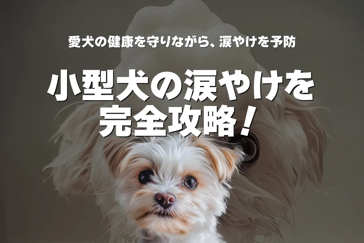 小型犬の涙やけを完全攻略！原因から効果的な予防対策まで徹底解説