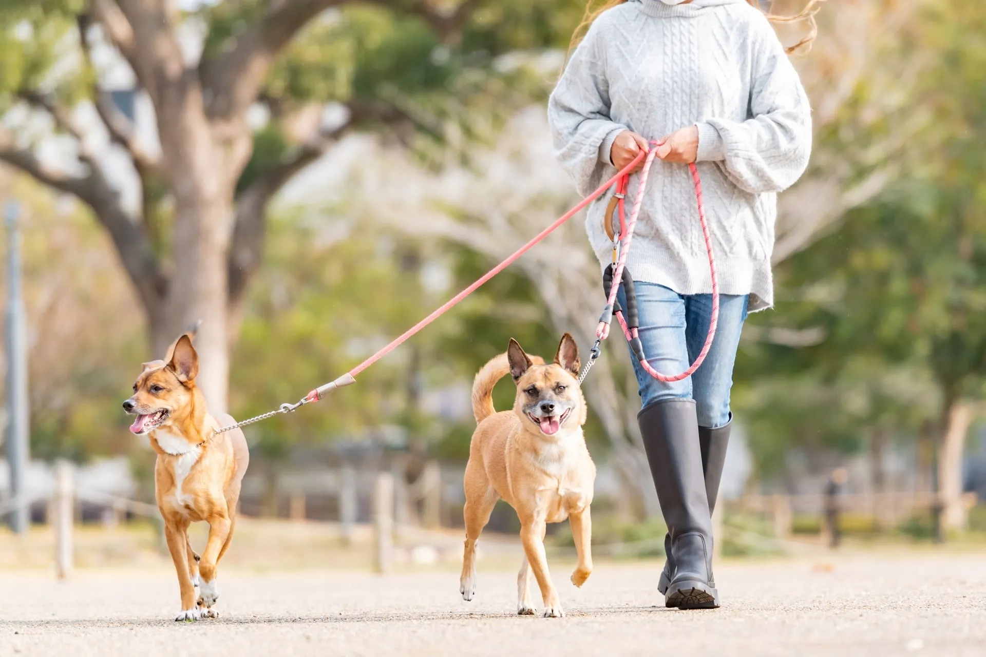 犬にとって最適な散歩時間とは？その重要性を理解しよう