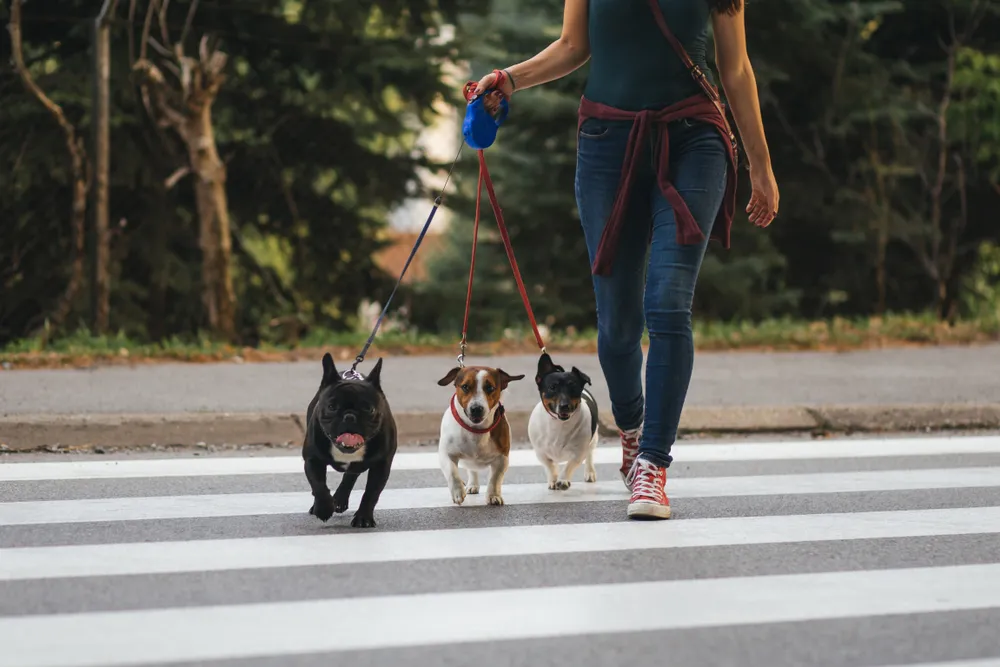 活発な犬とおとなしい犬、それぞれにおすすめの時間帯