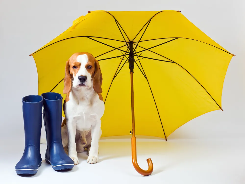 雨の日や暑い日の散歩を避けるべき理由