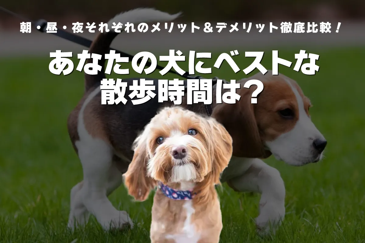 あなたの犬にベストな散歩時間は？朝・昼・夜それぞれのメリット＆デメリット徹底比較！