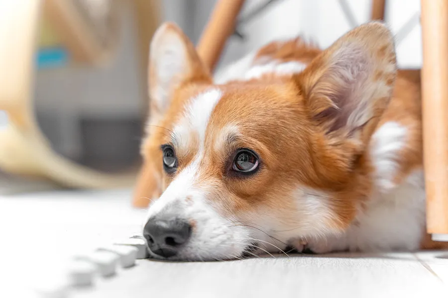 飼い主の行動が犬に与えるストレスの意外な要因