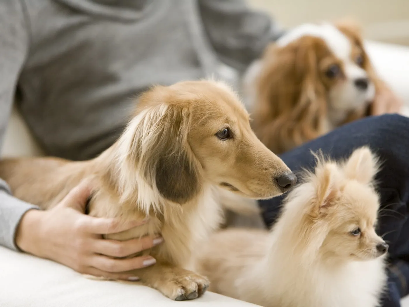 簡単にできる犬用マッサージとストレッチ