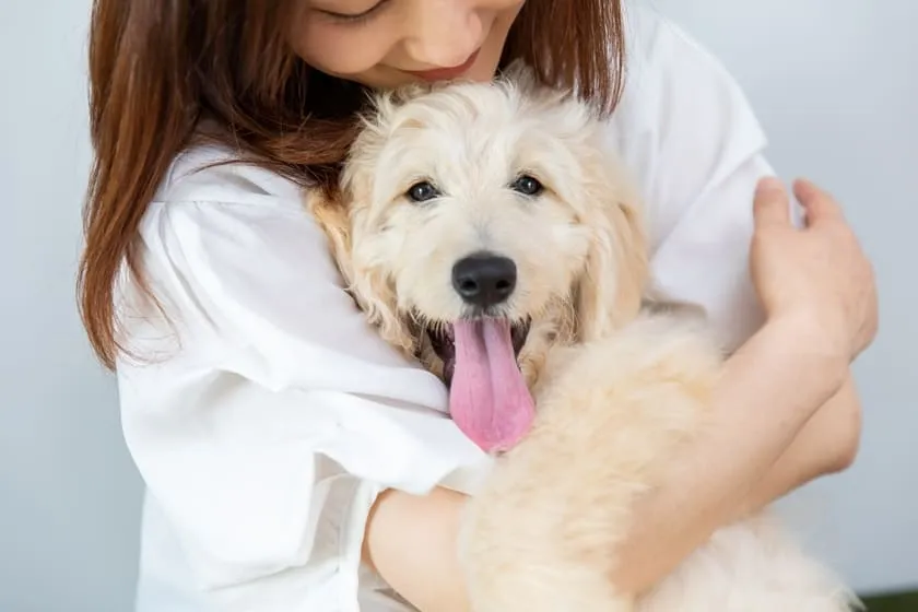 愛犬との絆を深める日常ケアの習慣