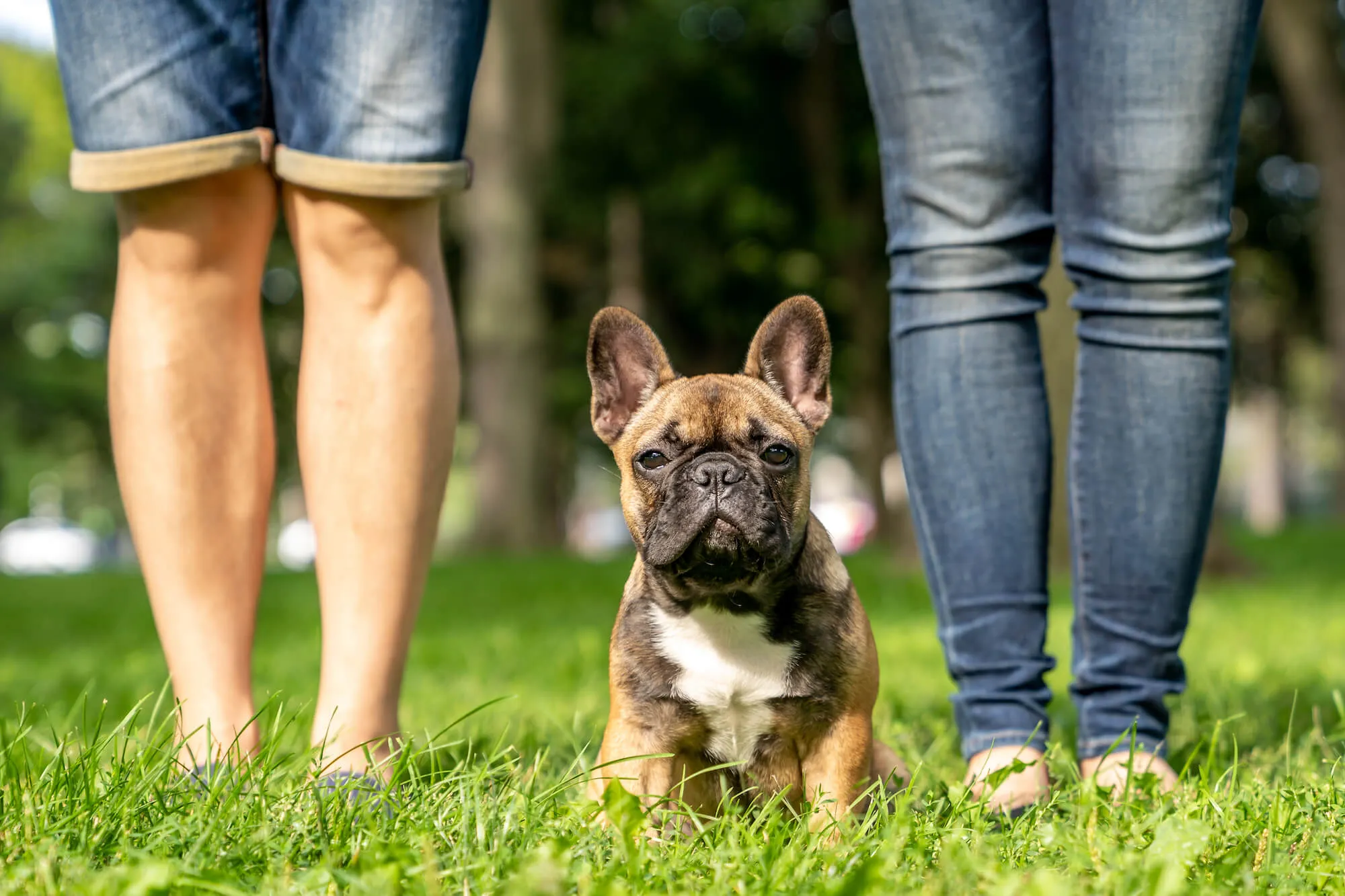 愛犬家同士のつながり