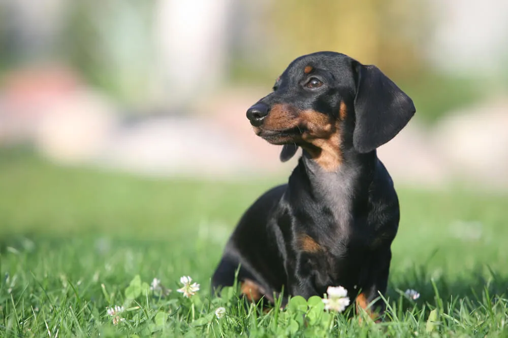 成犬期：体重管理をサポートするフード