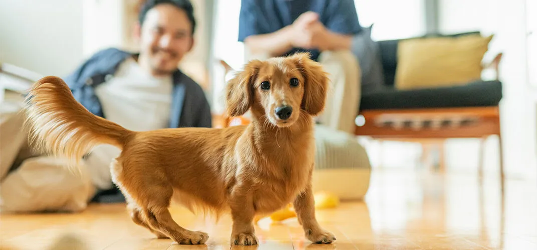 飼い主から高評価を得たフードの口コミ紹介